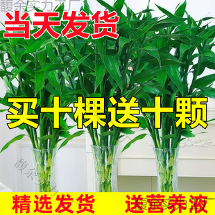 ���F��ˮ��ֲ��͏d���ܾGֲ�҃������^���񎧸��D�\��lؔ��