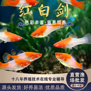 龙猫这辈子没这么害怕过