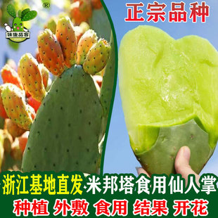 Fresh Mexican Mibota Edible Cactus Medicinal External Application Raw Succulent Potted Plants Grafted Tortoise