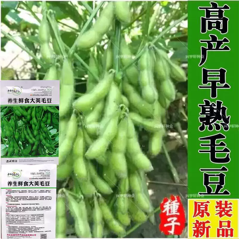 Семена раннеспелых крупнозернистых соевых бобов, высокоурожайная вечнозеленая соя, свежие съедобные бобы, семена весенних овощей.