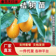 һ�����l��ێ������Ԙ����ļ�����ʳ��С��������Ƥ������ؔ��