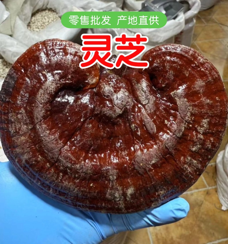 Dried Reishi Mushroom Slices Ling Zhi Zi Zhi 500g Jilin Origin overview