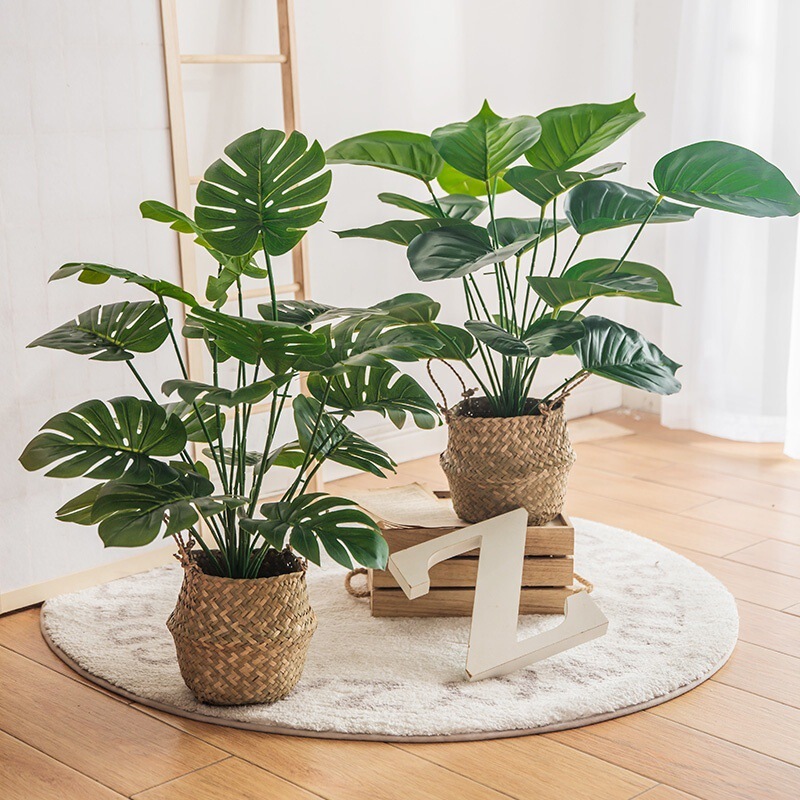 モンステラ 大型鉢植え 水耕栽培 大葉植物 古い杭 リビングルーム 大型緑の植物 花 オフィス オープンバックで富を引き寄せる|undefined
