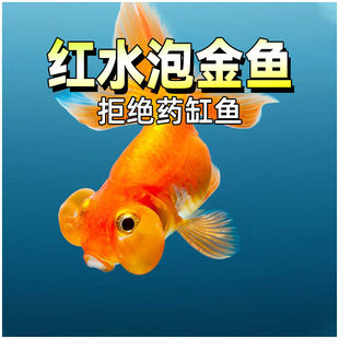 ��Ʒ�tˮ�ݽ��~�^�p�~��ˮ��β����С���~���w��ˮ��ؔ�����~