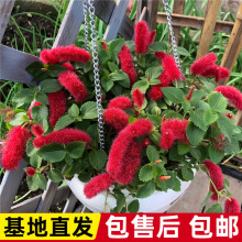 ���� ��β�� �t�ڲ� �tɫ���m ���������ļ���β�t�̨�軨