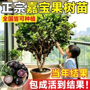 �Ό�����䮔��Y����˹���������̨ͥԺ���Ե��Թ������ϱ��Nֲ