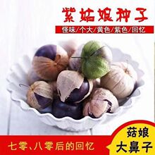紫姑娘种子进口水果大紫姑娘果特大号姑娘果大果特大号菇娘果种籽
