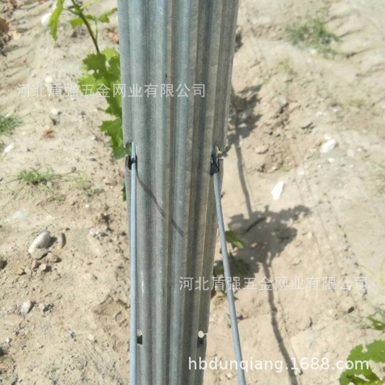 咸阳市武功县金属葡萄杆子苹果葡萄园立柱猕猴桃架杆防鸟网立柱