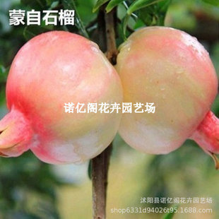 ������Ե�����ʯ�����ܛ��ʯ���缃���֭���Ե����Ϸ������Nֲ