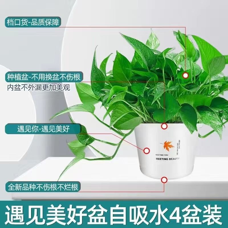 물 흡수를 위한 게으른 단풍잎 화분 4개 + 비료 6개 [높이 30Cm 대형 포토스]