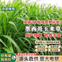 牧草墨西哥玉米草种籽四季牧草种子养鱼养兔养蚂蚱专用高产牧草