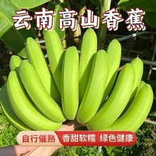 高山甜香蕉5斤云南新鲜水果当季现摘大芭蕉米蕉甜香蕉整箱催熟吃