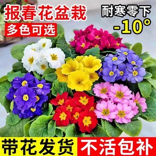 󴺻Ԏӭͺ̨ͥԺܻLõ廨;G