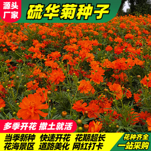 �򻯾շN���S��˹�ջ��N���S��Ӣ�������A�շN�������l�廨�����^