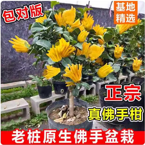 佛手树盆栽带果金华佛手柑盆景可食用果树苗阳台庭院四季花卉绿植
