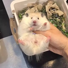 �Lë��z�ܻ����Ѵ�С�}���Lë��ϡ�в���������ë�ܻ��w����