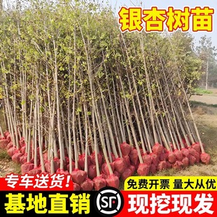 ���~�y�Ә���׹�����ͥԺ�e���G����ľ�е����y�Ӵ���ϱ����Nֲ