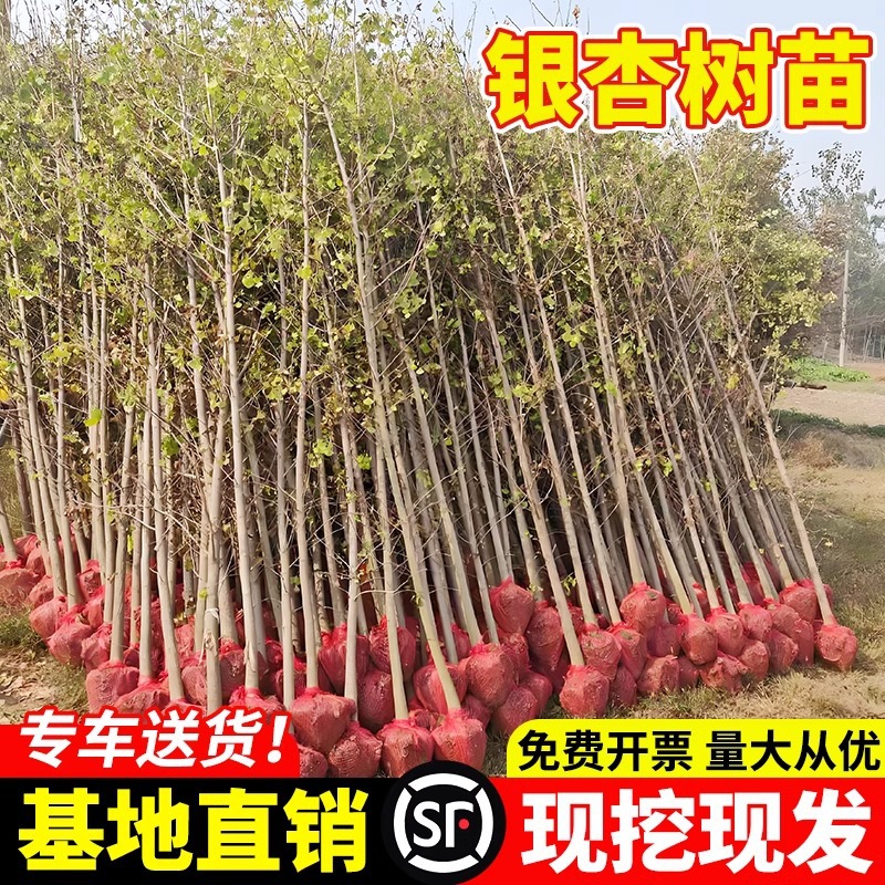金叶银杏树苗白果活苗庭院别墅绿化苗木行道树银杏大树南北方种植