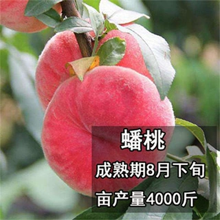 红蟠桃树果苗嫁接苗新品种水蜜桃黄桃树苗当年结果南方北方种植