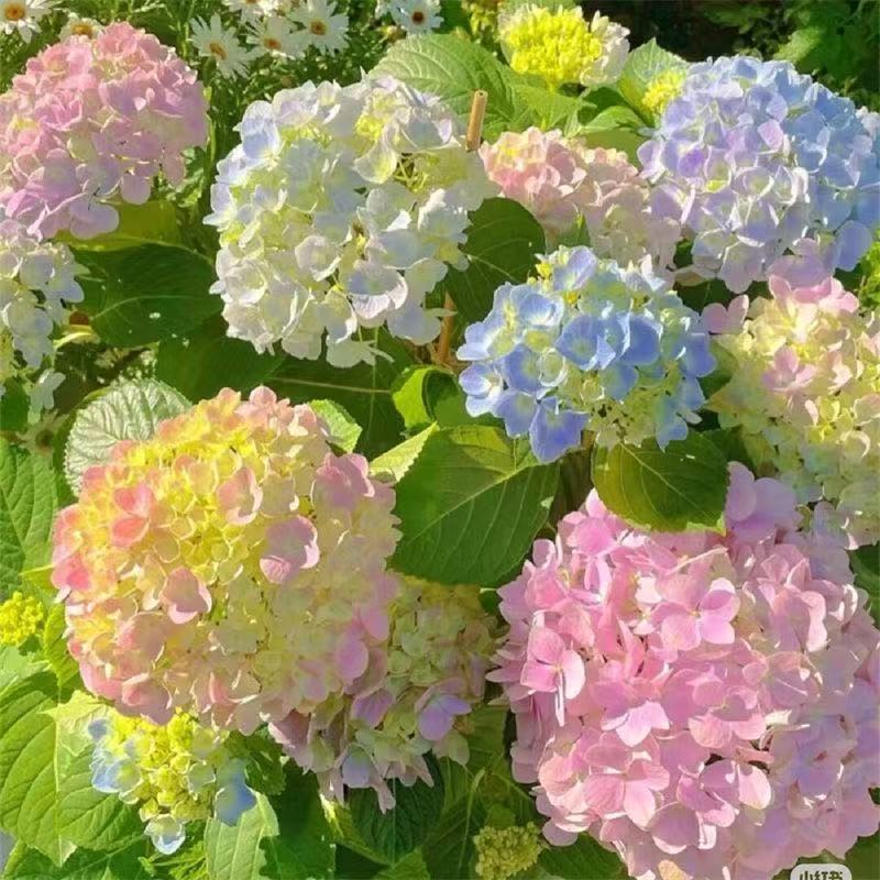 Hydrangea seeds 20 capsules