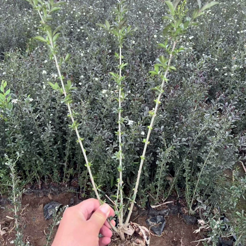 Саженцы в питательной чашке с водным воском с золотыми листьями, саженцы в контейнере с водным воском с фиолетовыми листьями, саженцы из кустарников с водным воском, устойчивые к холоду саженцы в чашках с водным воском