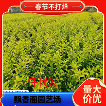 һ�����l���~Ůؑ��������·�G��������ľͥԺ�e���@�־G���ļ�