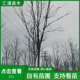 乔木;其他园林植物