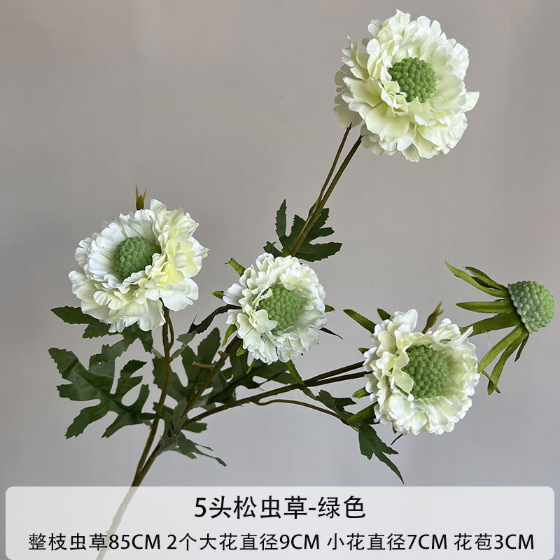 5 헤드 Cordyceps sinensis