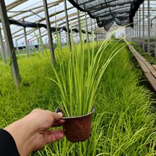 金叶石菖蒲盆栽苗基地批发 水生植物耐寒旱 金边金线菖蒲绿化用苗