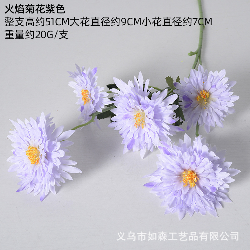 Crisantemo de llama púrpura