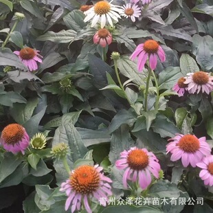 �ɹ��� �ر��޸����ܻ��R��[�������ɷNֲ���ؾG���ɹ���