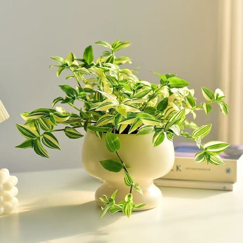 Green and White Jade Brocade Jade Duck's Foot, Duck's Tongue, Spider Plant, Hanging Plant, Potted Vine for Outdoor and Indoor Balcony Air Purification Green and White Jade Brocade Jade Duck's Foot, Duck's Tongue, Spider Plant, Hanging Plant, Potted Vine for Outdoor and Indoor Balcony Air Purification