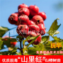 大棉球山楂树苗基地 大金星山楂树苗 甜红子山楂树苗价格易管理