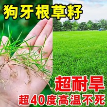 狗牙根草坪草籽四季常青带壳脱壳种子耐旱寒绿化护坡固土草种籽孑