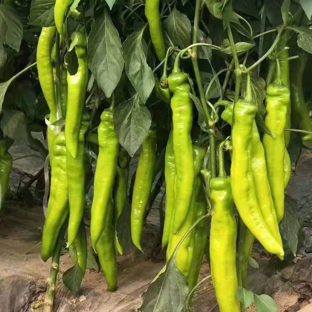 Поставка саженцев перца Shouguang, саженцев перца желтого кожи св. Павла, больших фруктовых саженцев перца в форме рога, саженцев зеленого перца.