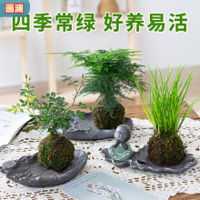 苔藓球小盆栽水培植物茶几桌面盆景迷你小盆栽办公室内文竹菖蒲