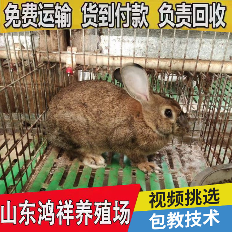 conew_u=873489977,3175630051&a