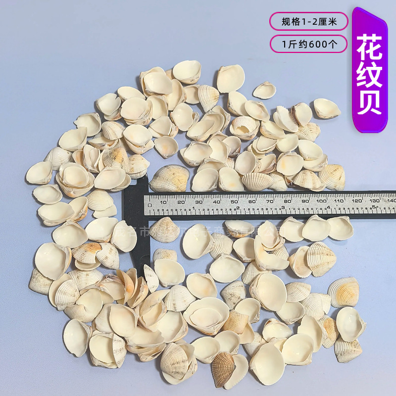 天然法螺貝 卸売供給源 魚水槽造園 工芸品 消耗品 1-10cm シェル|undefined