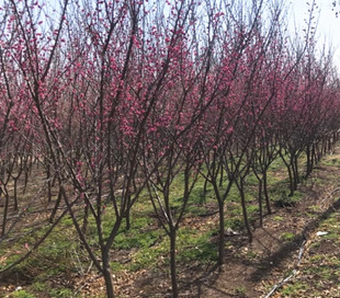 Dropshipping Plum Saplings Potted Ground Florals Red Plum Green Plum Tree Stumps Cold-Resistant Courtyard Greening Plants Winter