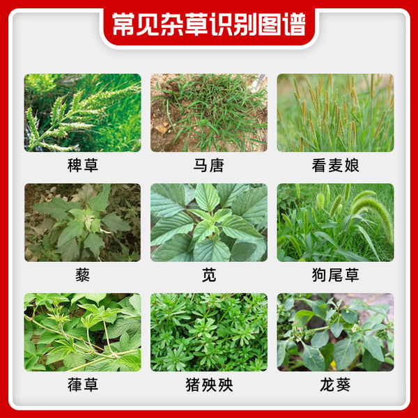 20%cinobacterium
