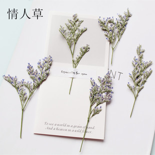 Lover Grass with Branches Dried Flowers Baffles Wholesale Plant Specimen Children's Handmade Bookmark Dropping Glue Mobile Phone Case Material Bag