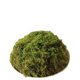 Dried Moss Butterfly Orchid Nutrient Soil Substrate Pot Grass Green Moss Fresh Pot Grass Turtle Winter Hamster Factory