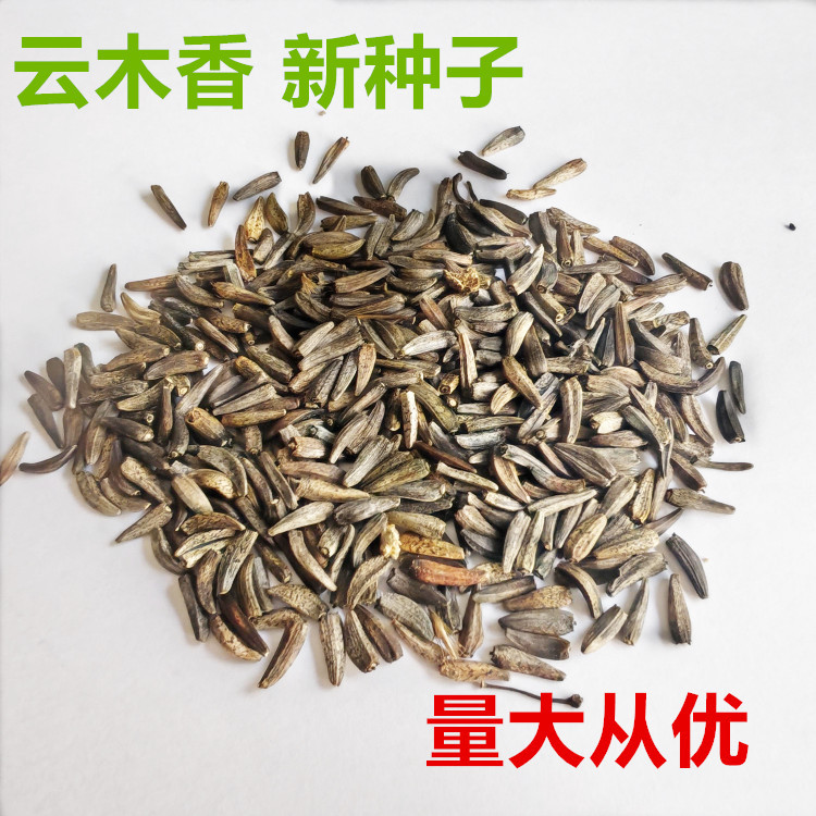 优质云木香种子庭院种植青木香广木香新种籽高产量【百分百正品】