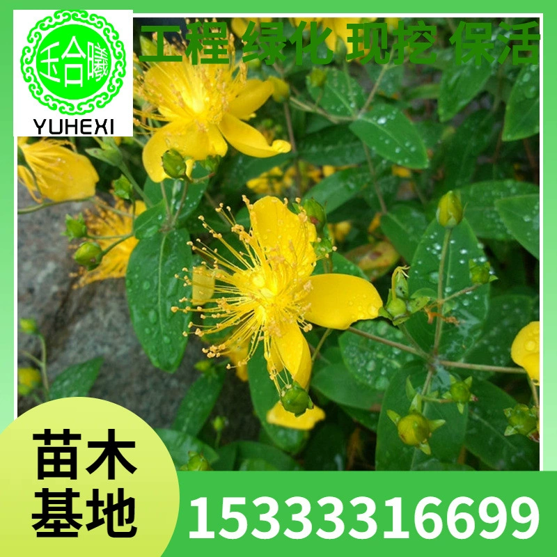 Оптовая база саженцев Hypericum/Plum для озеленения и живой изгороди во дворах и на дорогах, цветение в том же году, скидки на большие объемы.