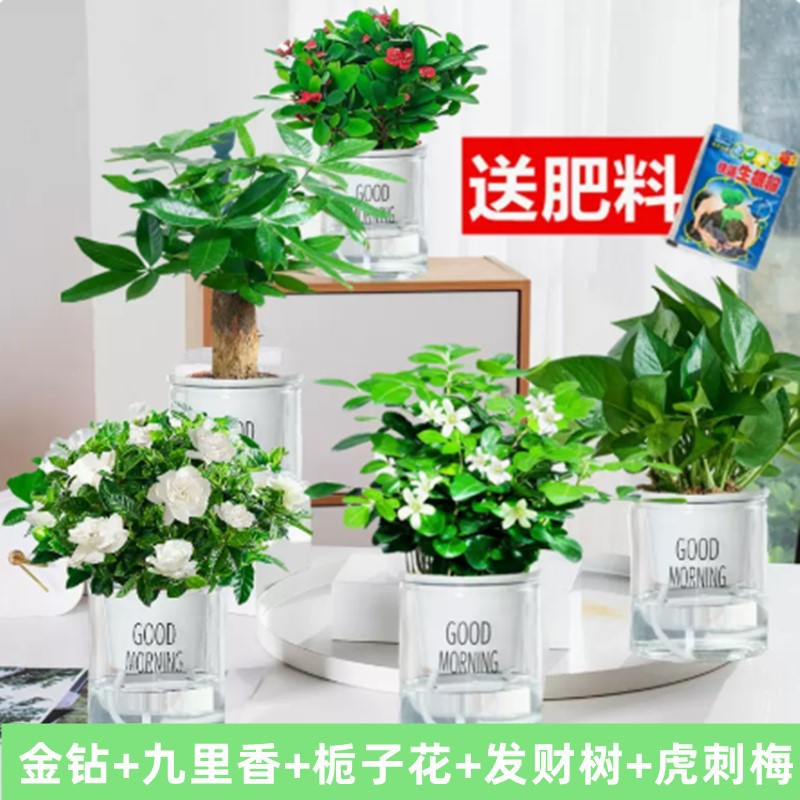 황금 다이아몬드 + 구리향 + 치자나무 + 돈나무 + 호랑이 가시 매화 + 5개의 좋은 아침 분지 +