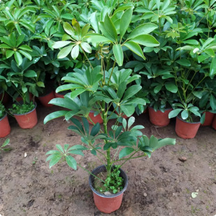 ���Ϳ͏d���_ľ�����k������ؔ��Gֲ���ܰ˷���ؔ����ľ�ļ�����