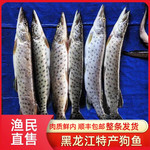 十里馋黑龙江抚远冷水鱼 黑斑大狗鱼 鲜活水产 淡水鱼类整条顺丰