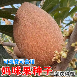 ������N����Ʒ�N�R�Ӽ{�m���ϱ����Nֲ����ͥԺ�Nֲ�߲˲˷N��