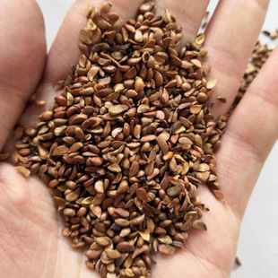 �²�ɽ���ӷN��ɽ�G�� ���G��ɽ���ӷN������ľ��N�޽��O��