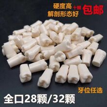 牙科树脂牙粒全口28/32颗仿真备牙练习模型教学演示包邮